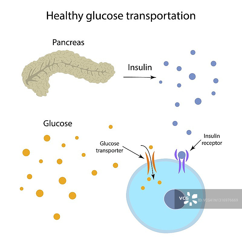 健康葡萄糖运输示意图片素材