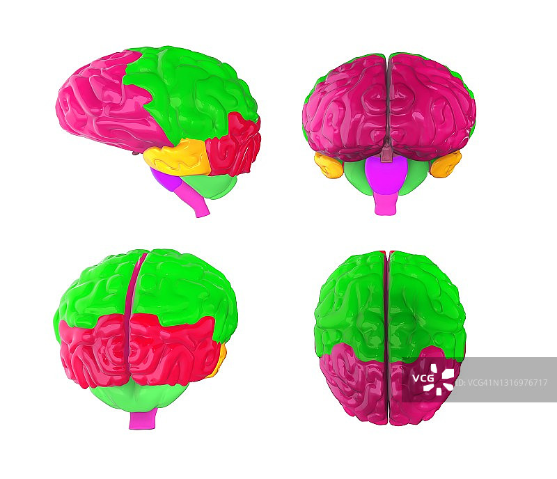 人脑解剖，图解图片素材