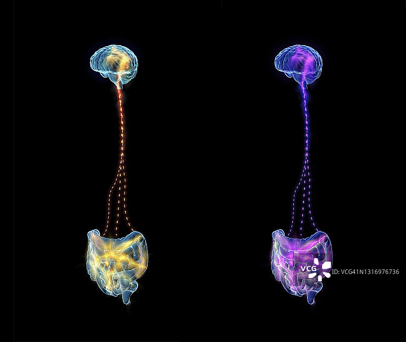 脑与胃之间的联系，图示图片素材