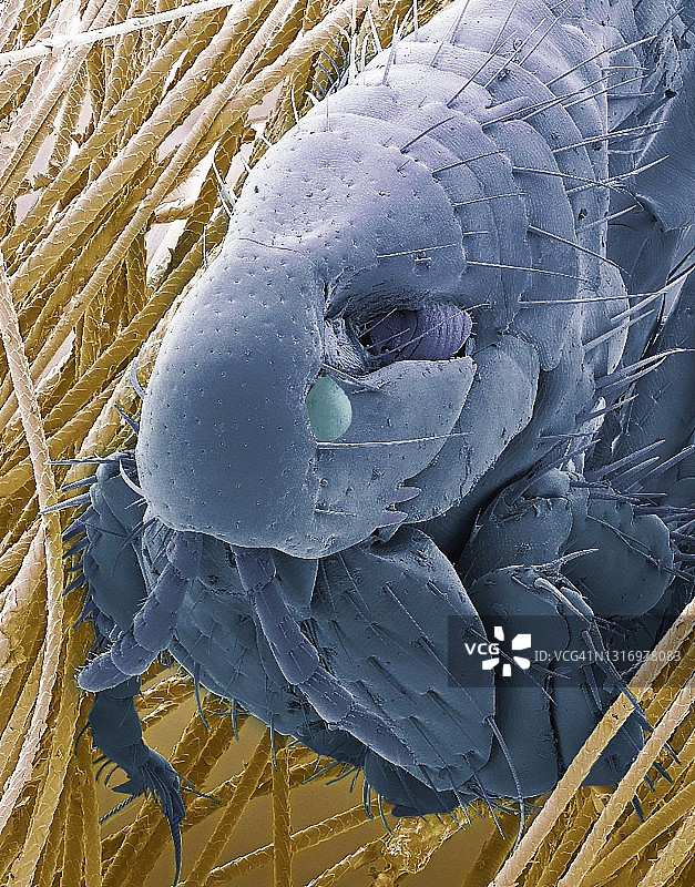 猫跳蚤，扫描电镜图片素材