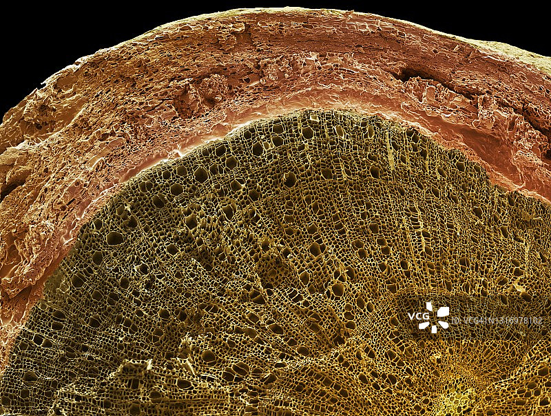 木质茎截面扫描电镜图图片素材