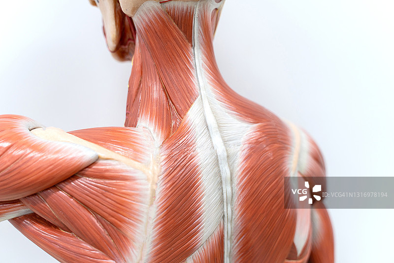 人体肌肉组织解剖模型图片素材