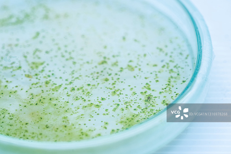 含蓝藻细菌的培养皿图片素材