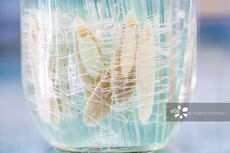 肝吸虫图片素材