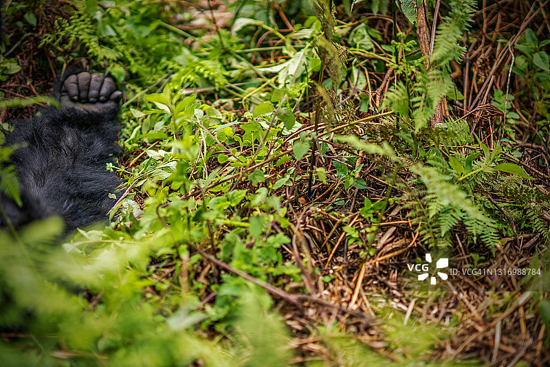 山地大猩猩的手部场景图片素材