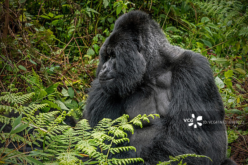 卢旺达火山国家公园中，银背山地大猩猩（Gorilla beringei beringei）坐在植被中的特写图片素材