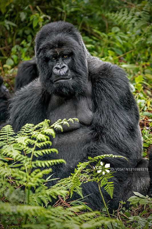 银背山地大猩猩坐在植被中看向镜头的特写图片素材