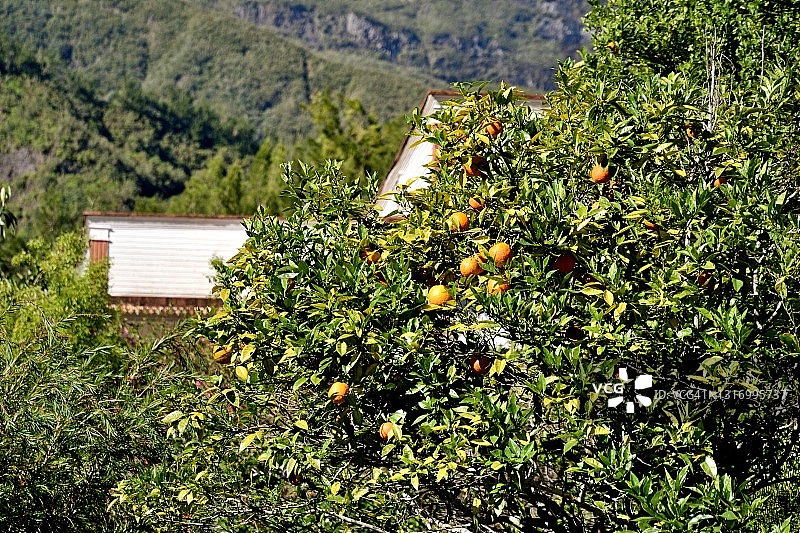 留尼汪岛地狱堡，柑橘树（芸香科）及其橙子图片素材