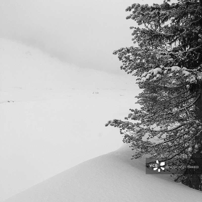 俄勒冈胡德山雪堆中的雪树图片素材