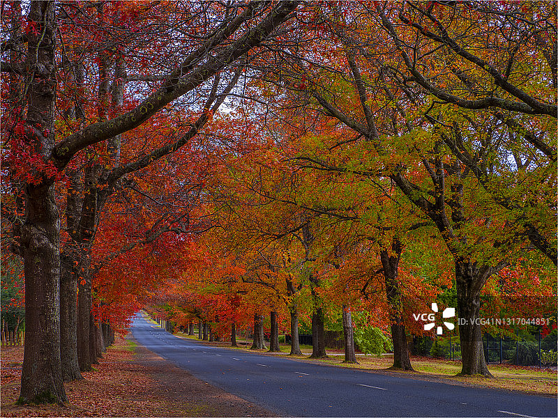 澳大利亚维多利亚州马其顿山的秋季色彩图片素材