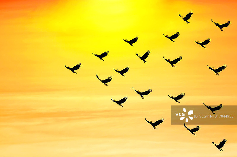 鸟群在日出和天空背景上迁徙的领导力图片素材