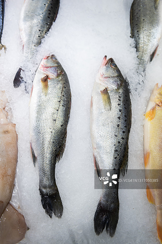 鱼市场冰上的新鲜海鲈鱼图片素材