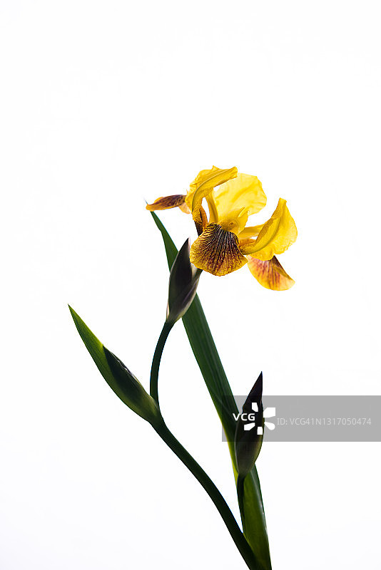 黄色鸢尾花图片素材