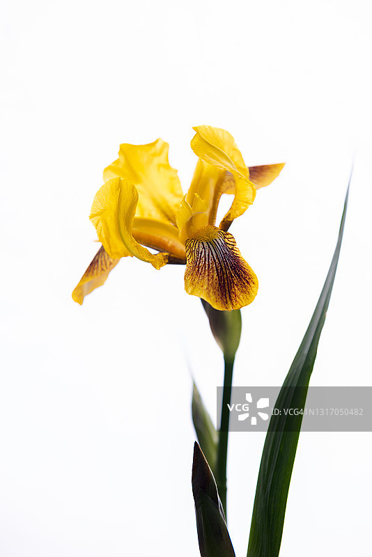 黄色鸢尾花图片素材