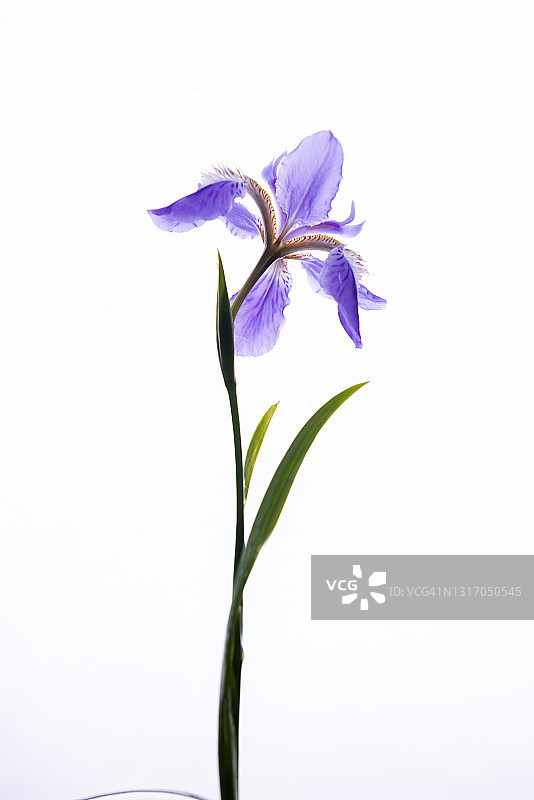 紫色鸢尾花图片素材