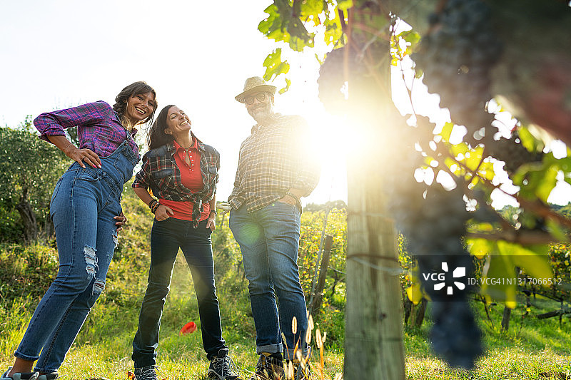 意大利特伦蒂诺的葡萄采摘酿酒故事图片素材