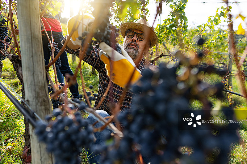 意大利特伦蒂诺的葡萄采摘酿酒故事图片素材