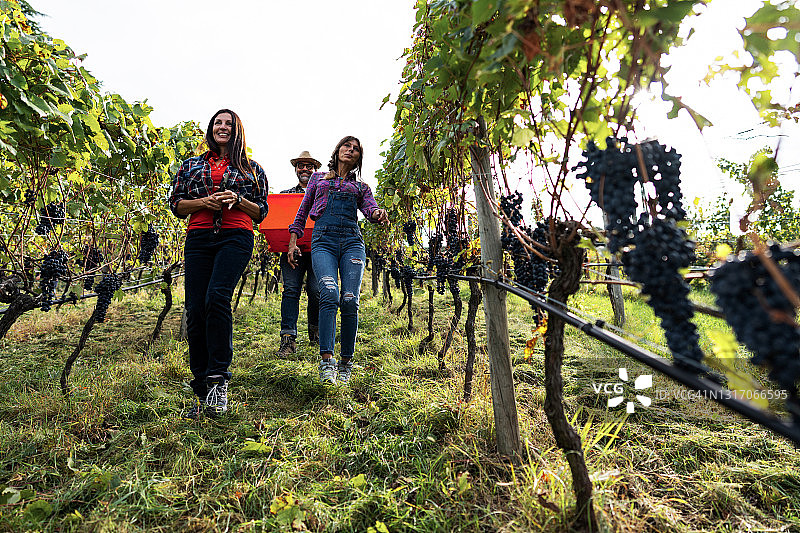 意大利特伦蒂诺的葡萄采摘酿酒故事图片素材