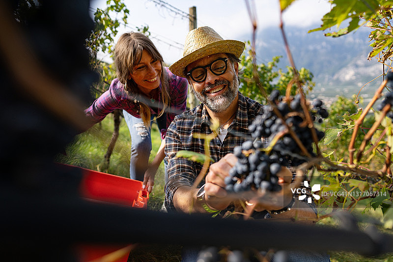 意大利特伦蒂诺的葡萄采摘酿酒故事图片素材