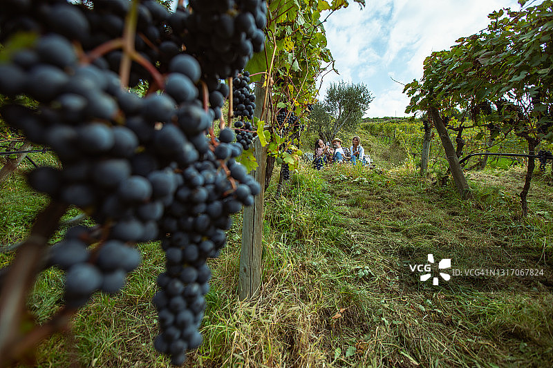 采摘葡萄酿酒：收获后放松，品尝一杯葡萄酒图片素材