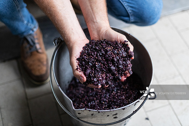 葡萄采摘后在意大利酒庄品尝葡萄酒图片素材