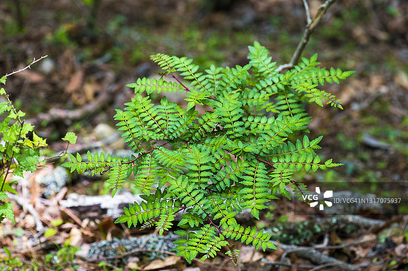 日本花椒图片素材