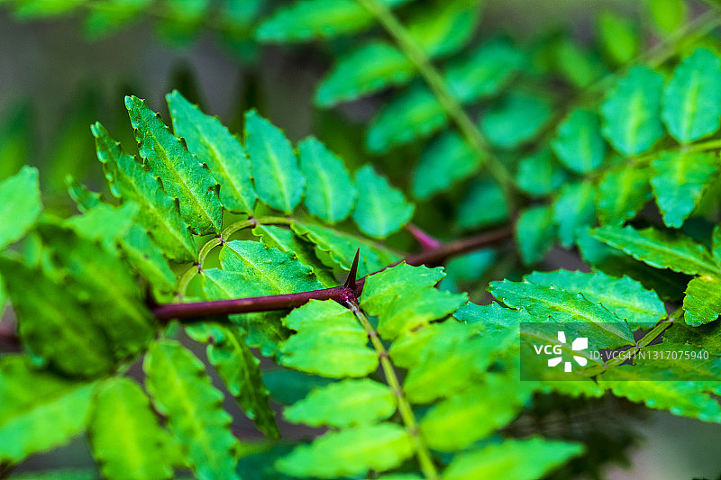日本花椒图片素材