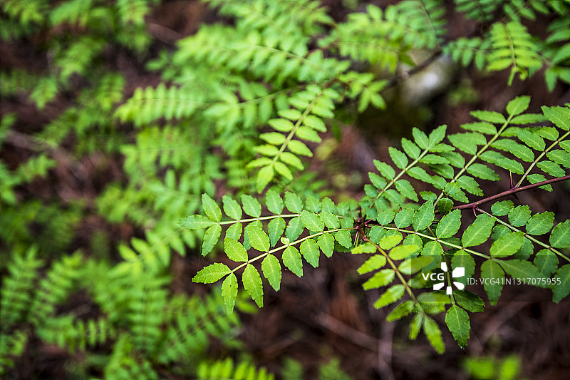 日本花椒图片素材