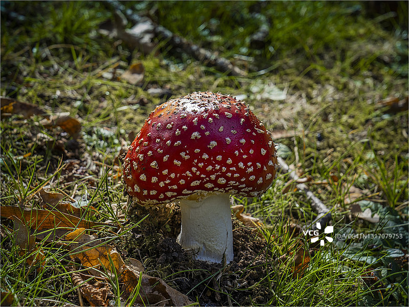 秋季，澳大利亚维多利亚州马其顿山脉的毒蝇伞蘑菇图片素材