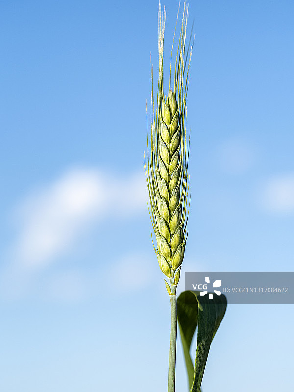 蓝色天空下的春季麦穗图片素材