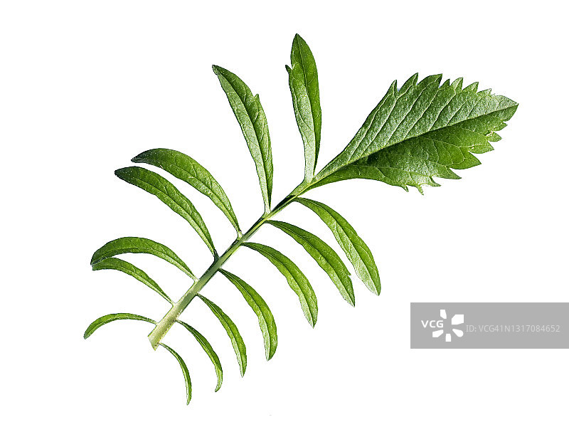 白色背景上的绿色草叶特写图片素材