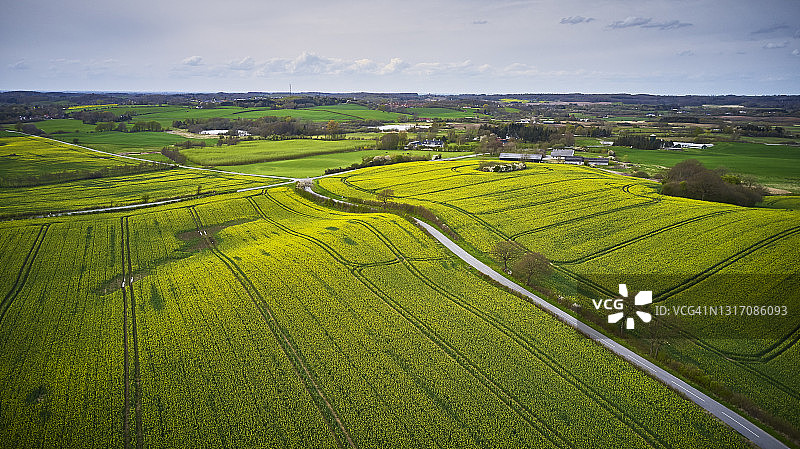 俯瞰油菜田图片素材