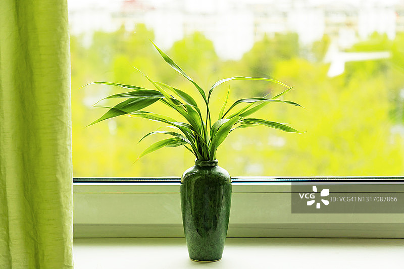 窗台上绿色花瓶中的幸运竹图片素材