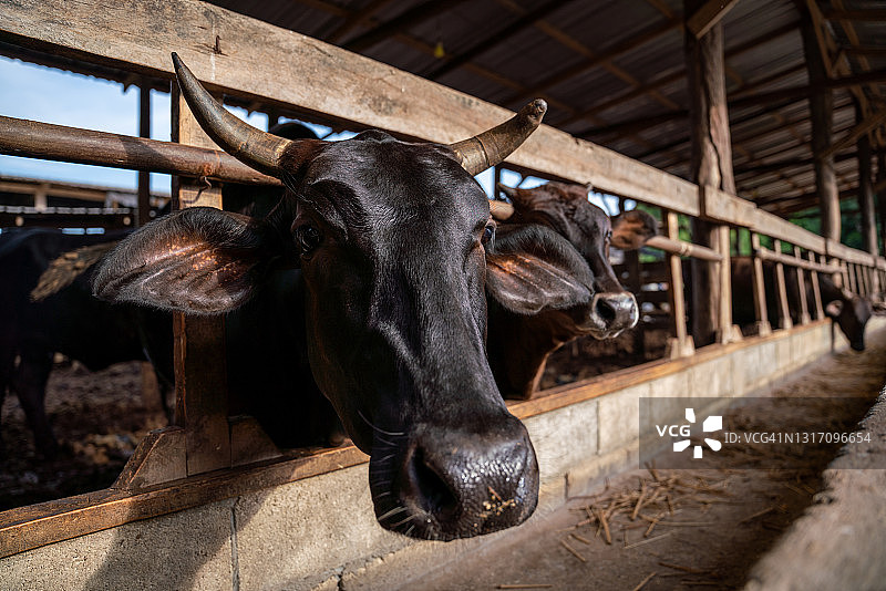 和牛的繁殖：日本短角牛，和牛肖像，农业畜牧图片素材