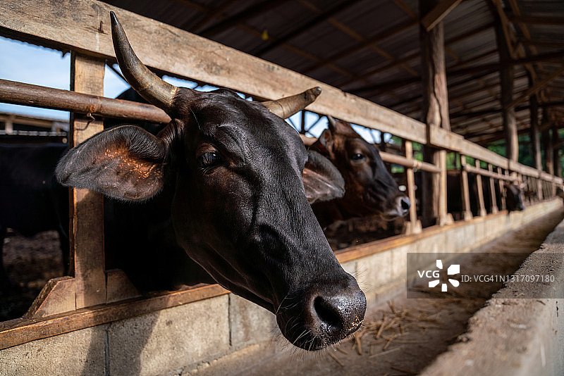 和牛的繁殖：日本短角牛，和牛肖像，农业畜牧图片素材