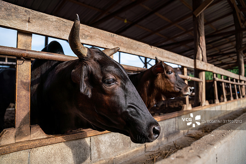 和牛的繁殖：日本短角牛，和牛肖像，农业畜牧图片素材