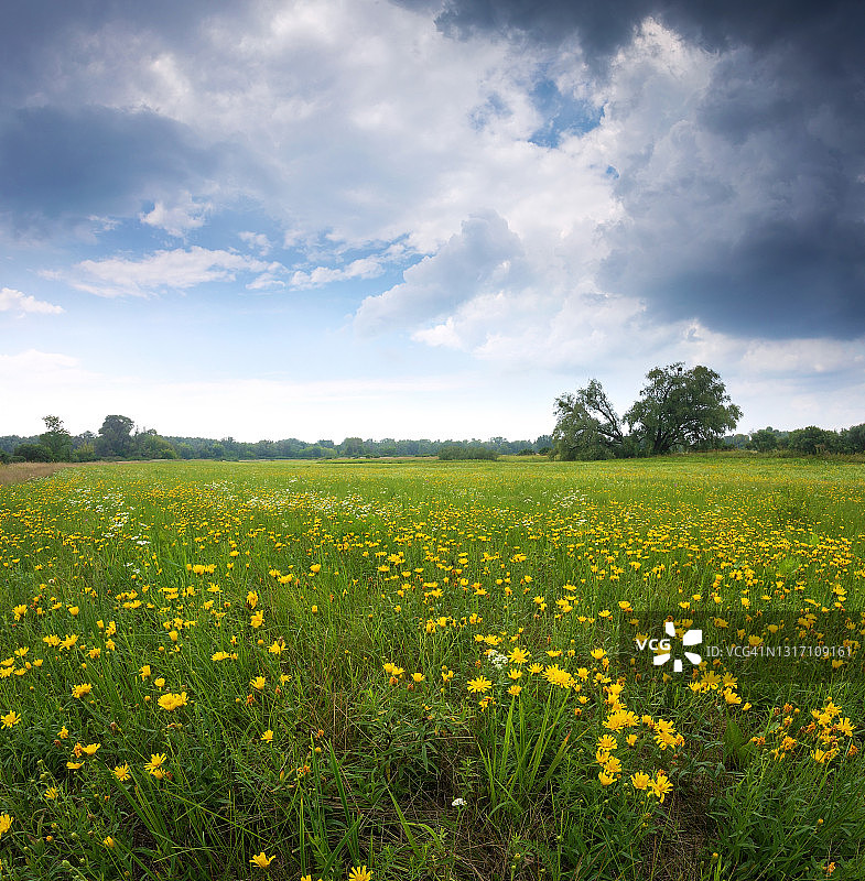 夏季绿色草地与蒲公英图片素材
