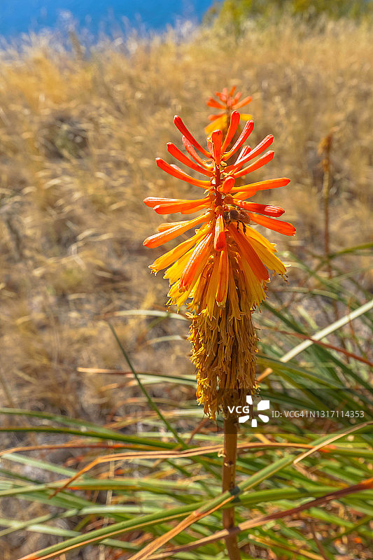火把莲特写图片素材