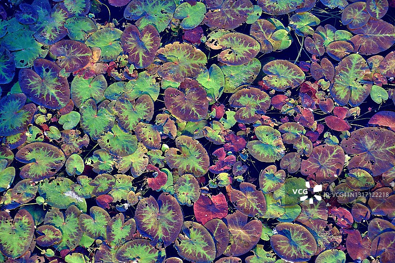 留尼汪岛圣但尼特里尼蒂公园：池塘中的睡莲图片素材