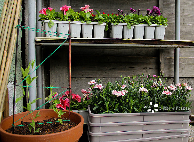 盆栽植物图片素材