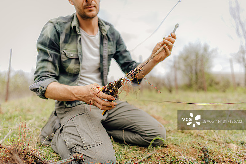 种植葡萄藤图片素材