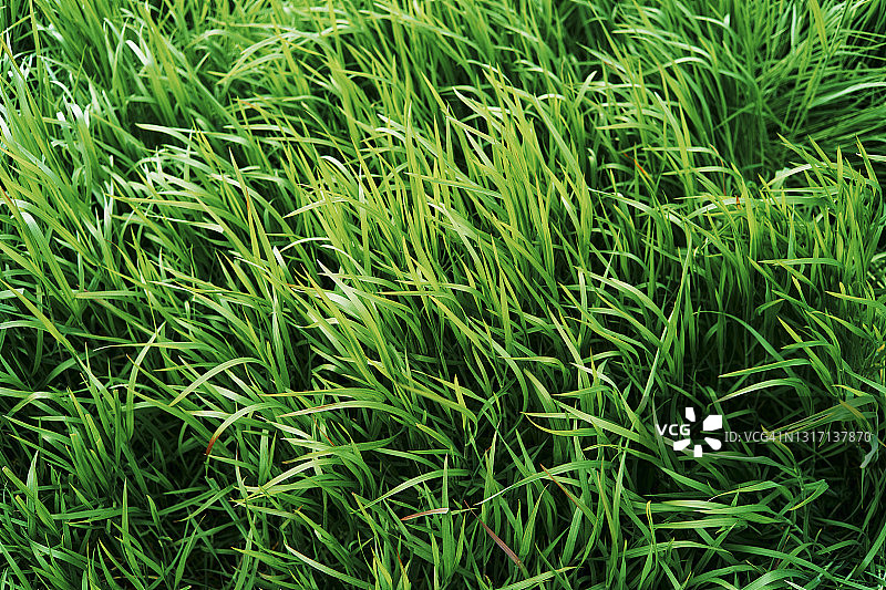 绿草图片素材