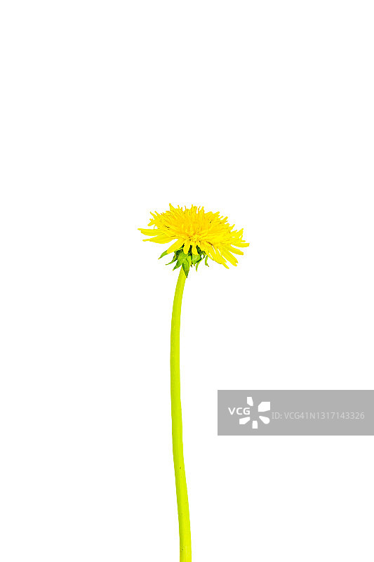 白色背景上孤立的黄色蒲公英图片素材