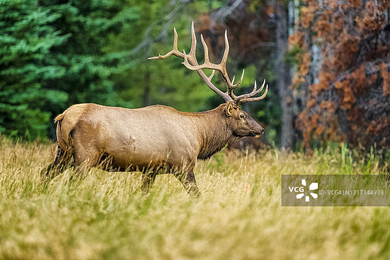 加拿大阿尔伯塔省的贾斯珀国家公园图片素材