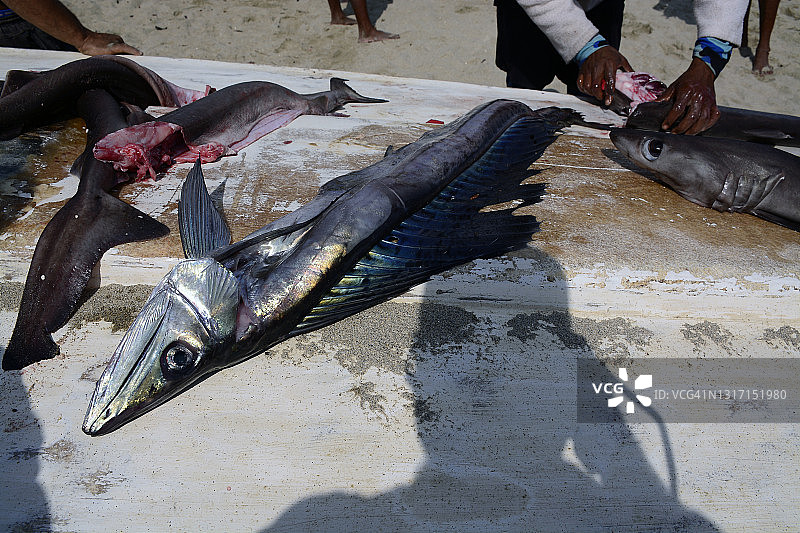 延绳钓渔业图片素材