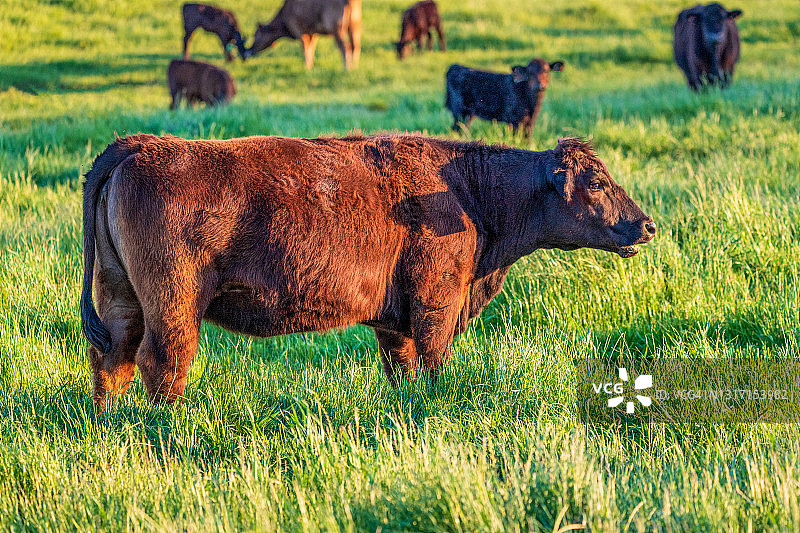 红色安格斯母牛低声鸣叫图片素材