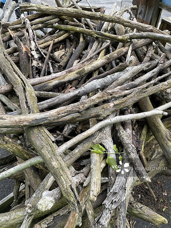 老鹰巢穴与大型树枝图片素材