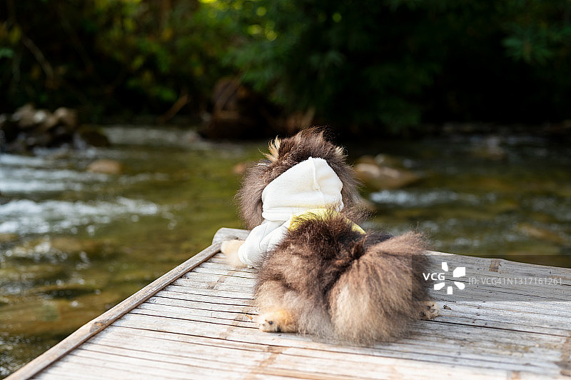 小狗的自然之旅图片素材