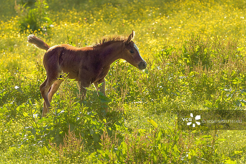 栗色马驹系列图片素材