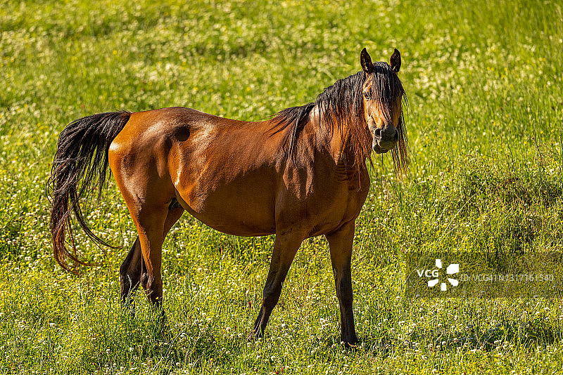 母马和小马驹系列图片素材